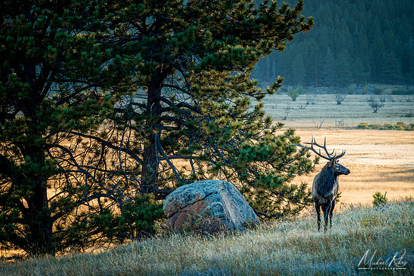 Elk at Rocky Mountain NP (2021)