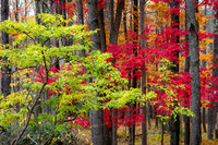Blackwater Falls Woodland in Autumn (2023)