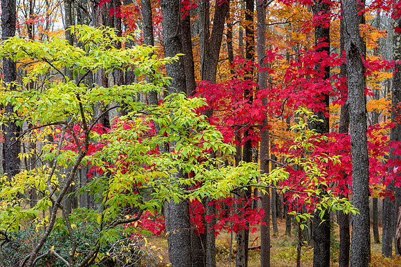 Blackwater Falls Woodland in Autumn (2023)