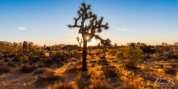 Joshua Tree Sunrise Pano (2023)