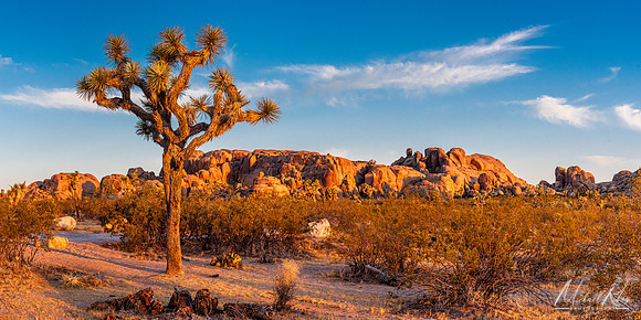 Morning at Joshua Tree (2023)