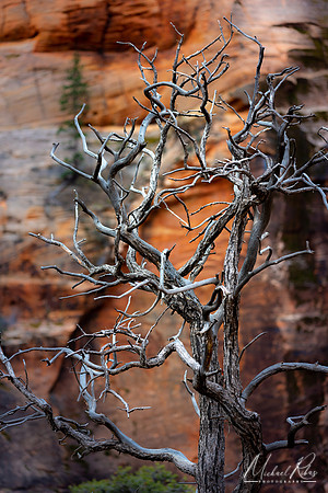 Zion Barren Tree (2019)