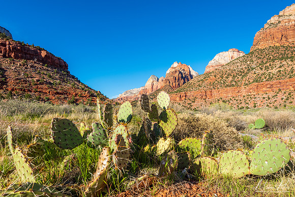 Prickly Pear Cactus in Zion Canyon (2019)