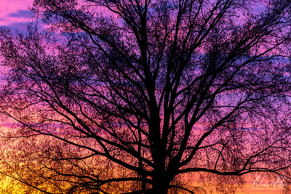 Tree and Early Spring Sunset (2019)