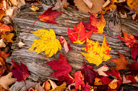 Leaves, Hanging Rock State Park (2022)