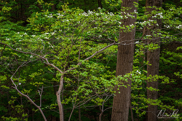 Spring Forest and Dogwoods (2019)