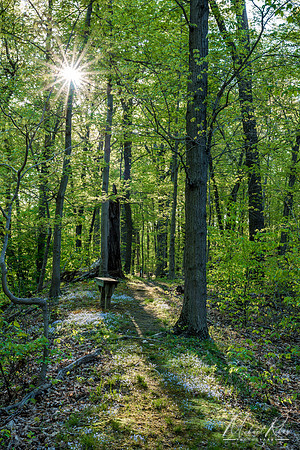 Spring Forest Pathway and Bench (2019)