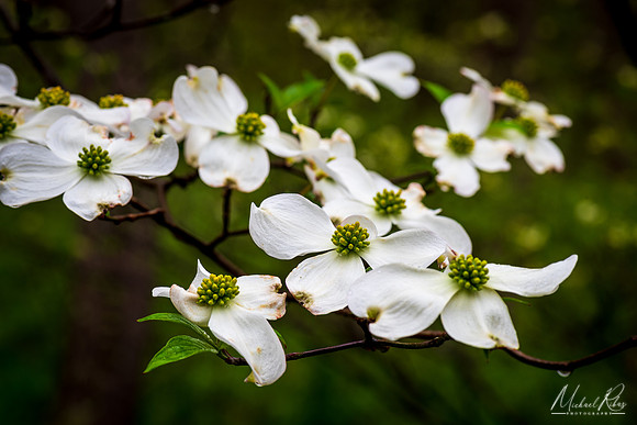 White Dogwood Blossums (2019)