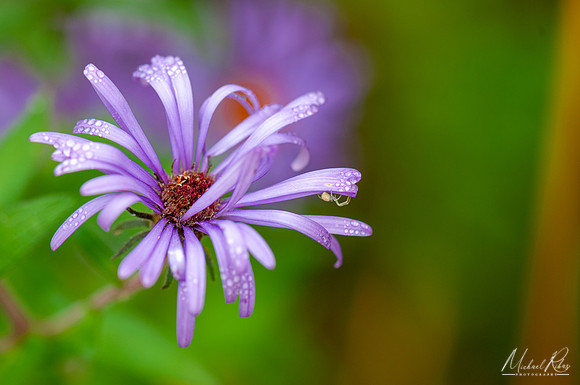 Purple Flower and Tiny Spider (2020)
