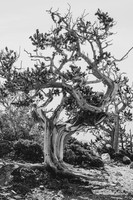 Bristlecone Pine (2021)