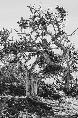 Bristlecone Pine (2021)