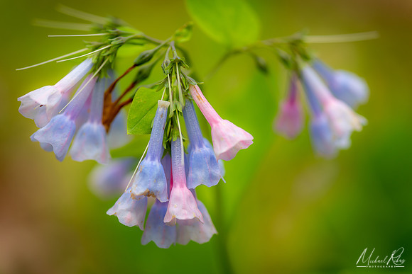 North Bend Bluebells (2019)