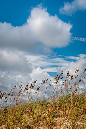 Sea Oats (2020)