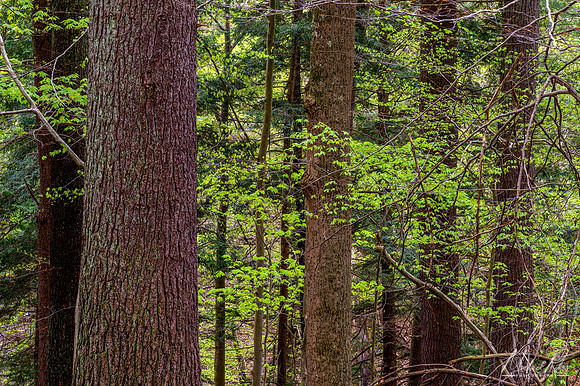 North Bend Old Growth Forest (2019)