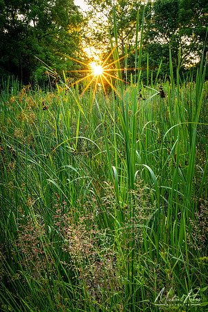 Summer Sunset (2022)