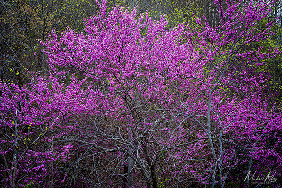 Redbud in Blossum (2019)