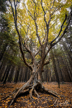 "The Tree" at Dolly Sods (2024)
