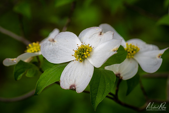 Dogwood Blossum (2019)