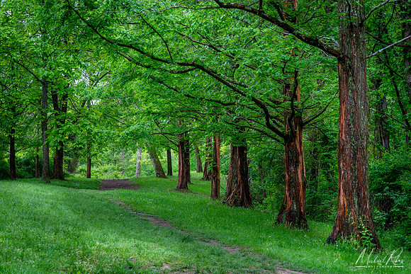 Dawn Redwoods and Trail (2019)