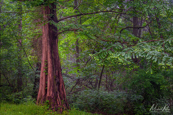 Dawn Redwood and Forest (2019)