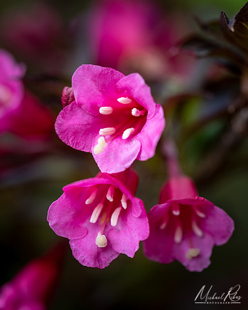 Weigela Blossums (2019)