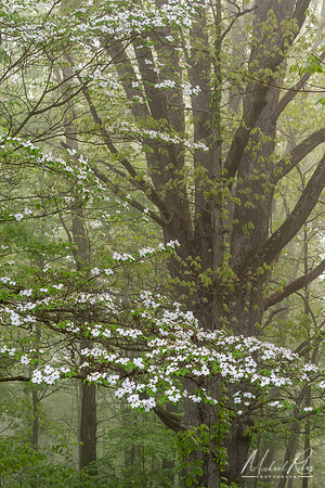 Dogwood (2019)