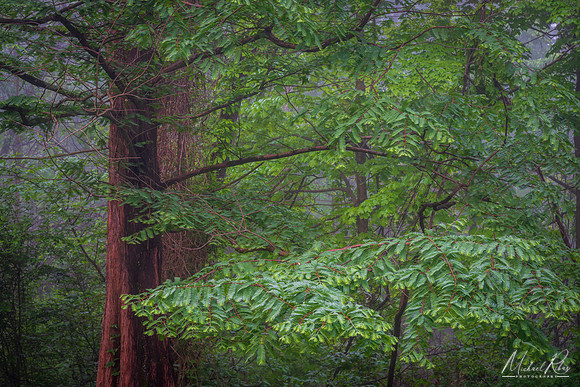 Dawn Redwood and Forest (2019)