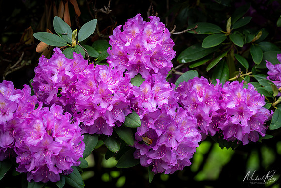 Rhododendron blossums (2019)