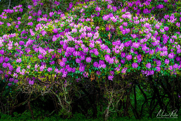 Rhododendron thicket (2019)