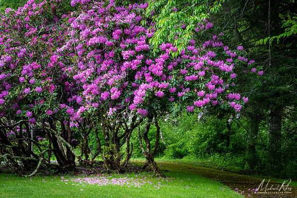 Rhododendron trail (2019)