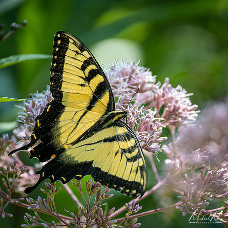 Yellow Swallowtail (2022)