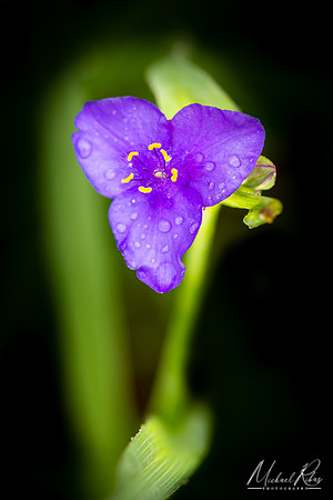 Spiderwort Blossum (2019)