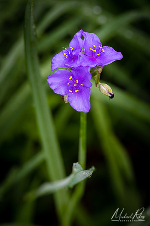 Spiderwort Blossum (2019)