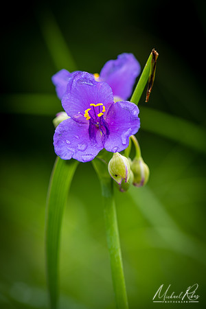 Spiderwort (2019)