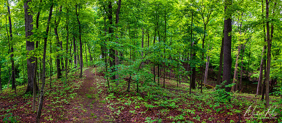 Woodland Pano (2019)