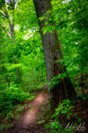 Woodland Trail in Spring (2019)