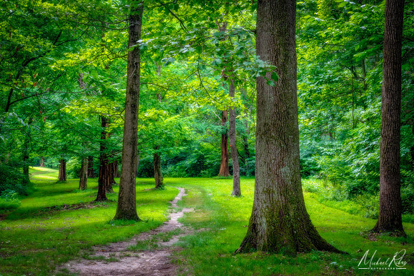 Trees and Trail (2019)