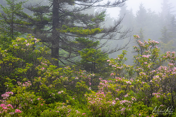 Dolly Sods Azalea (2019)