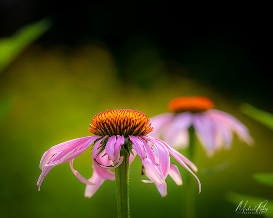 Twin Coneflowers (2019)