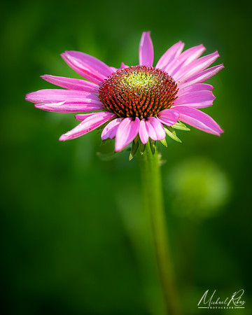 Purple Coneflower (2019)
