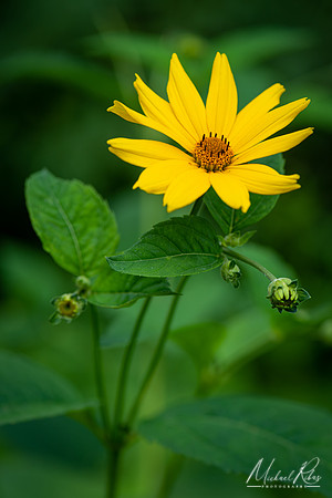 Yellow Coneflower (2019)