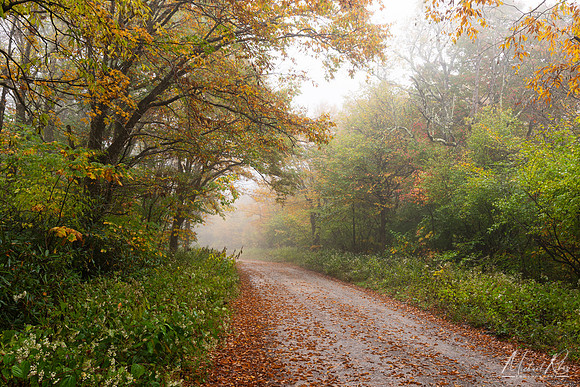 Dolly Sods Foggy Autumn Morn (2024)