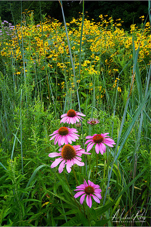 Coneflowers (2019)