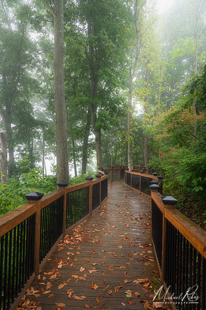 Foggy Morning (2021)