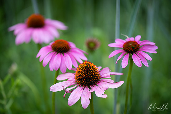 Coneflowers (2019)