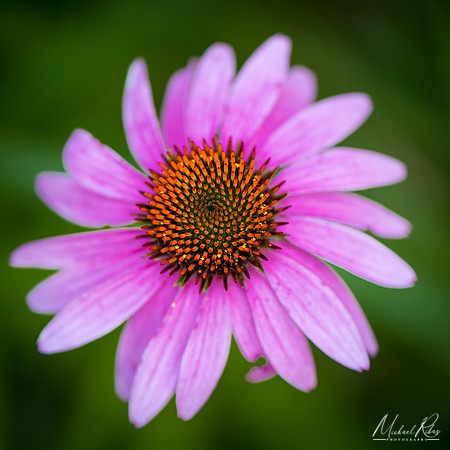 Coneflower (2019)