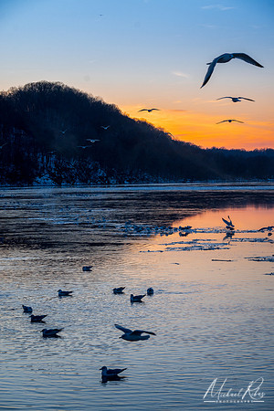 Seagulls on the Ohio (2024)
