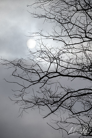 The Winter Sun (2024)