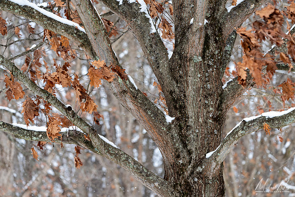 A Tree in Winter (2024)
