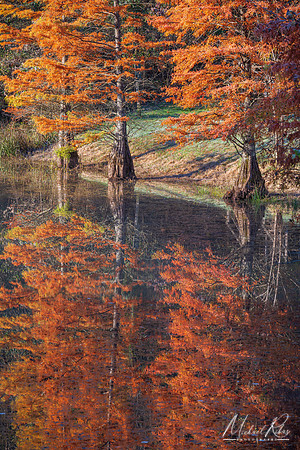 Bald Cypress in Fall (2021)